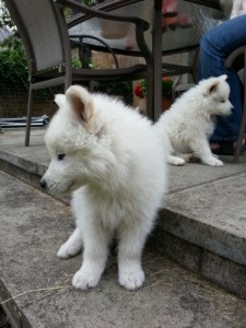 Two samoyed puppies on a patio