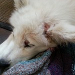 An injured samoyed puppy