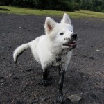 A samoyed puppy delighted to be covered in stinking estuarine mud.