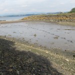 Estuarine silt with a puppy's footprints through it