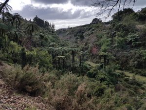 A view of native NZ bush in the Bay of Plenty